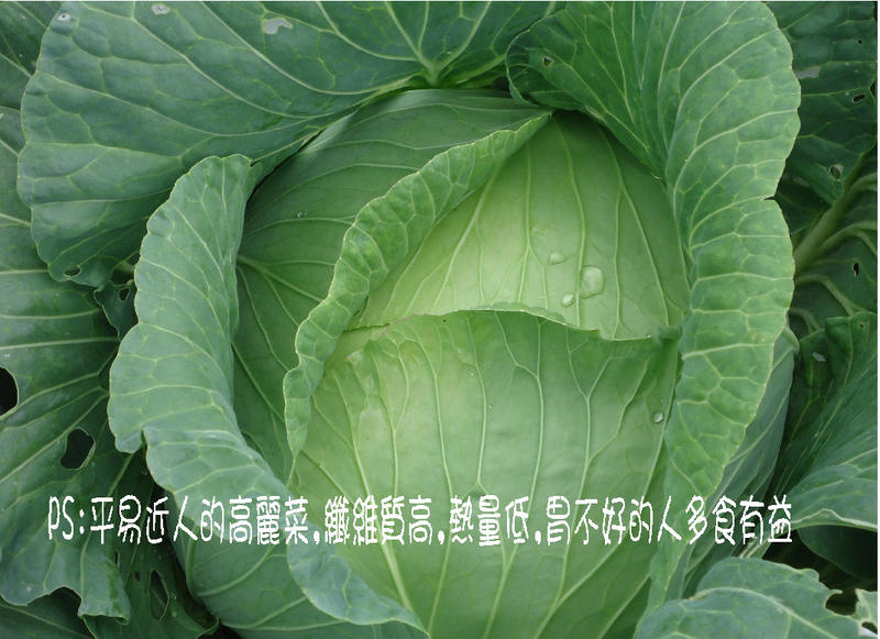 有機蔬菜5.JPG