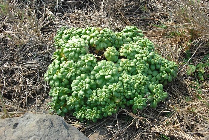 小白沙嶼上長滿這種植物