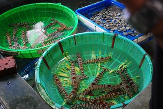 龍門村盛產的班節蝦，老闆海產主要來自湖西鄉內龍門以及南寮或者果葉北寮等碼頭漁船入港後的新鮮魚貨