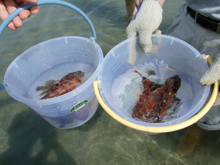 成發東海一日遊踏浪