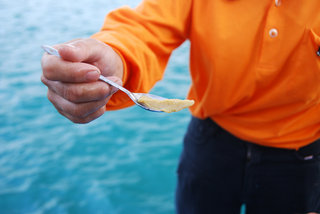 吳姊示範挖海膽