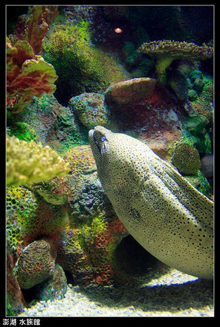 sci提供的澎湖水族館內的照片