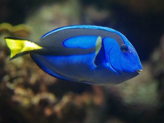 澎湖水族館內的我又忘記的魚