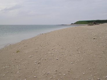 這就是沙灘上羅布的珊瑚碎屑，澎湖人叫做石零仔