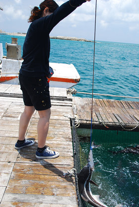 釣海鱺體驗拔河的樂趣