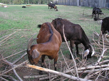 小羊吃草圖