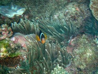 鹿角珊瑚與熱帶魚