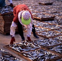 曬魚、拍攝者：李信男