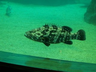 澎湖水族館內的石班魚