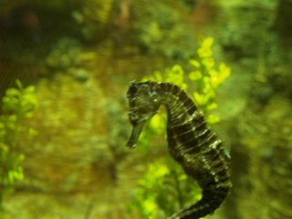 澎湖水族館內的海馬，這可是水族館自己培育成功的囉！