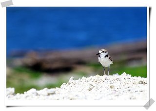 珊瑚海灘上頭的小鳥