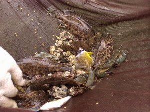 在抱墩中常會捕獲的石班魚