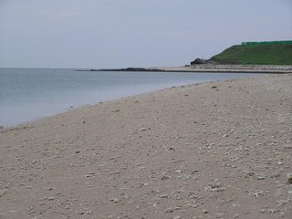 照片中綠色高地的位置就是沙灘最尾端，拍攝天人菊的地方