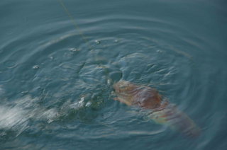 釣花枝