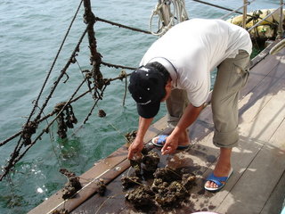 介紹澎湖牡蠣