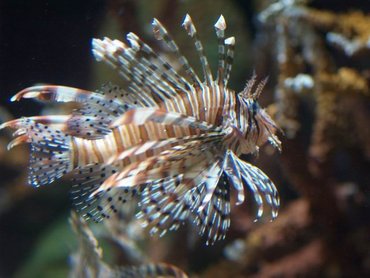 澎湖水族館內的獅子魚