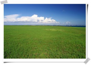 二崁草原的草不像澎湖其他地方的草那麼硬那麼刺人，這邊的草地顯得柔軟而輕飄