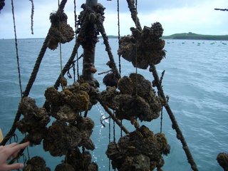 放養在海中的牡蠣比較不會受到污染，菜園是澎湖地區傳統的牡蠣養殖區，牡蠣特別有名