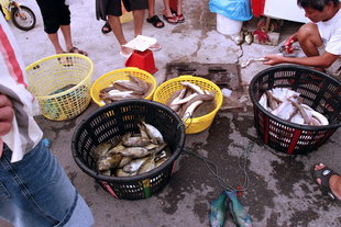 本日走動式魚貨：狗母，象魚