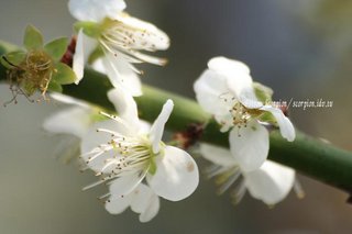 澎湖舞梅花