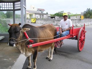 阿伯很有意思，帶遊客坐牛車還會隨身攜帶一兩本日據時代的教本，跟你聊上癮了就會慷慨送你一本超過半世紀的教課書！