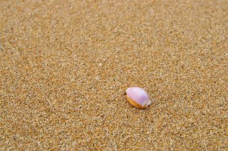 後灣沙灘上還沒崩解的小貝殼