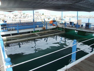 成發東海一日遊海上平台