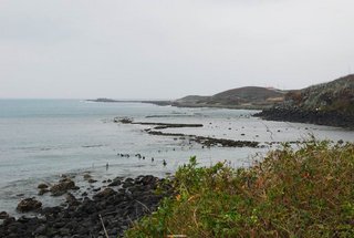 冬天時這裡的海岸鋪上了海菜的綠衣