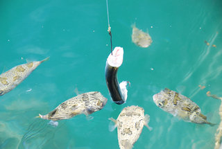 釣花枝