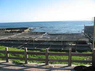 戶外的養殖場：幼小的九孔先養在戶外，因為要讓他們吃天然的藻類，等到他們大一點後才把他們移到旁邊的室內養殖場，改吃飼料。