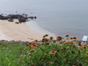 從沙灘尾端高地往沙灘拍攝的青螺海灘，那時候正好是五月，天人菊開得正豔