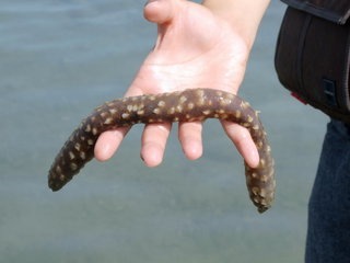 成發東海一日遊踏浪