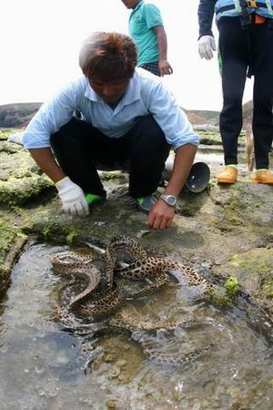 許多潮間帶生物是不可食用的，所以站友們勿隨意傷害捕撈這些海生物，讓它們回歸到海洋的生態體系中