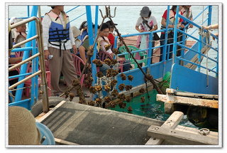 講解澎湖牡蠣的養殖生態