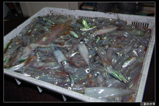 新來發夜釣小管-今天收網的成果