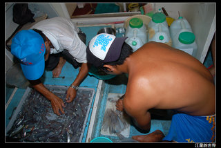 新來發夜釣小管-小鐵開始處理沙西米跟小管麵線