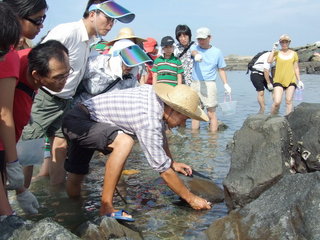 成發東海一日遊，阿賢嚮導正在動弄錢鰻出洞