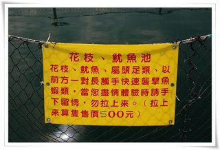 另外也有釣花枝體驗區唷!