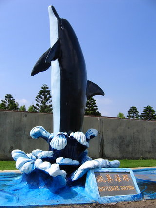 瓶鼻海豚