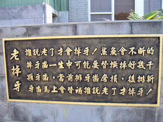 大白鯊牙齒介紹