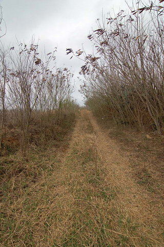 這條小路夏季時會長滿銀合歡與雜草！路會比照片中三月時更難走