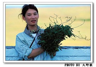 離島上滿滿的藥草黃花磯松