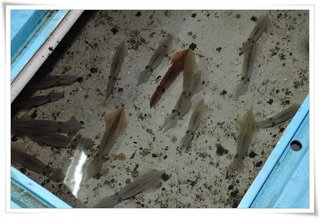 轉眼間就已經釣這麼多支了..釣上來後先放在水箱裡準備作生魚片