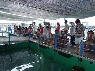 成發東海一日遊海上平台
