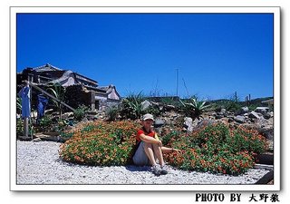 東吉某家門口美麗的天人菊